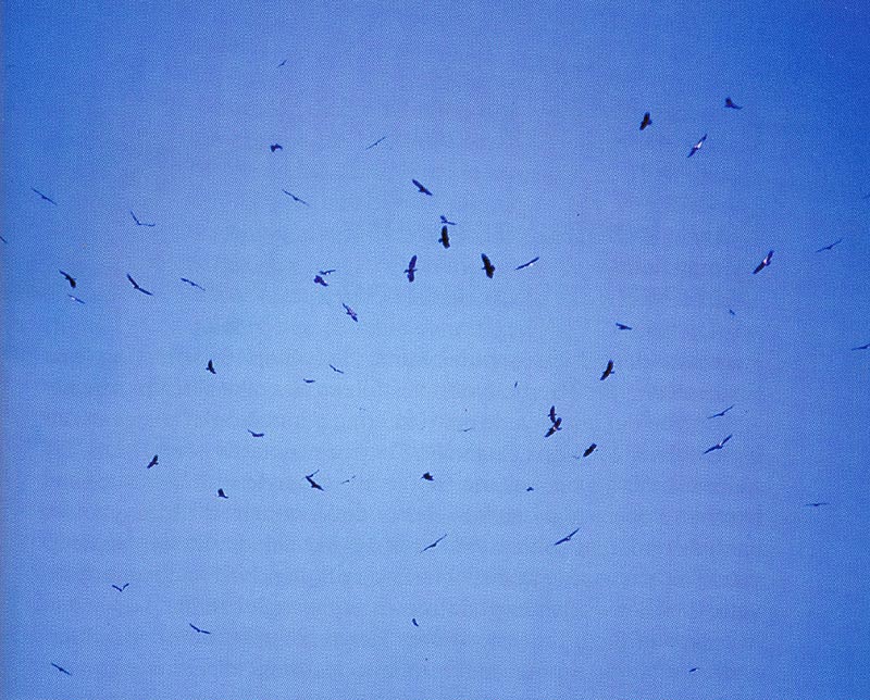 5. Eagles use thermals to soar looking for new food sources and then glide to new ones. They can travel 200 to 300 miles in a day. Photo courtesy David Hancock.