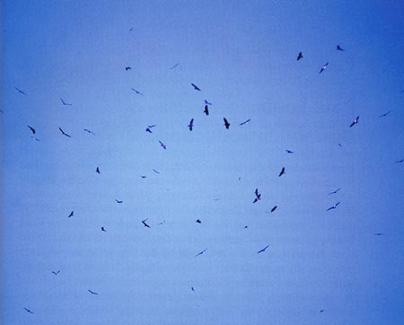 5. Eagles use thermals to soar looking for new food sources and then glide to new ones. They can travel 200 to 300 miles in a day. Photo courtesy David Hancock.